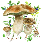 Mushrooms app