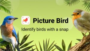 Picture Bird   Bird Identifier